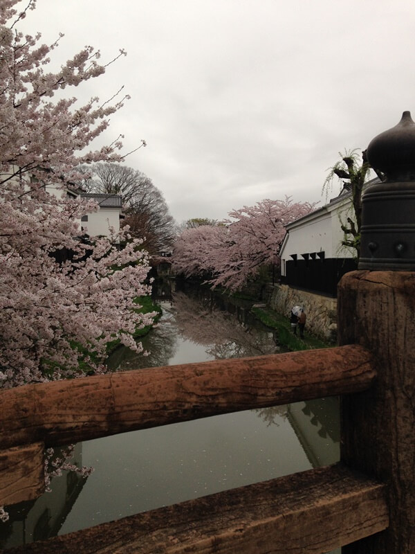 八幡堀と桜