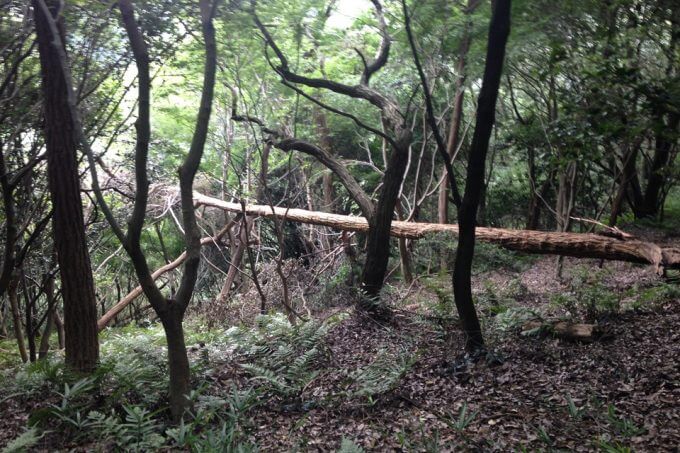 木が倒れている森、六甲山